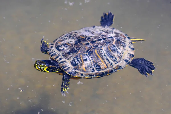 Yüzme Kaplumbağa Resmini — Stok fotoğraf