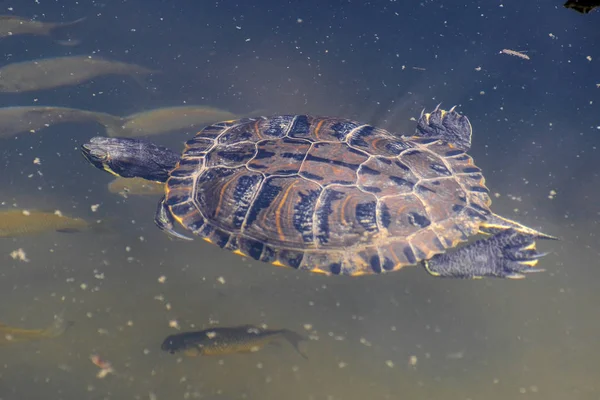 Das Bild Der Schwimmenden Schildkröte — Stockfoto