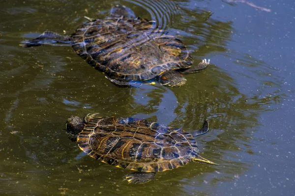 Yüzme Kaplumbağa Resmini — Stok fotoğraf