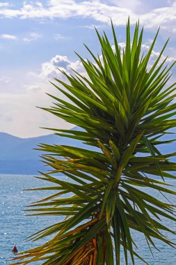 Garda Gölü, İtalya, görüntü ile palmiye altında açık arka plan manzara