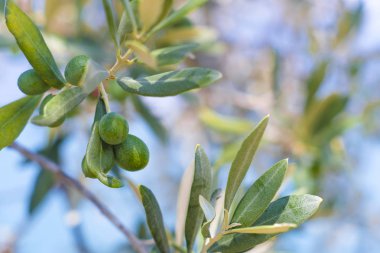 Arka plan görüntüsü zeytin ile