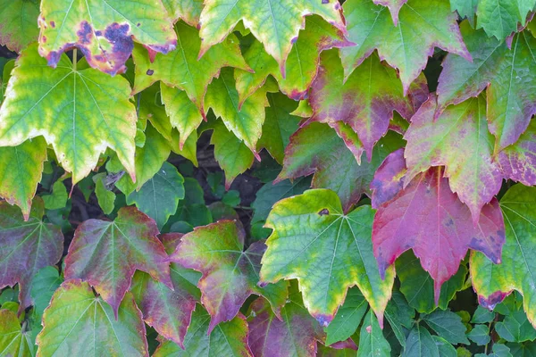 나뭇잎의 이미지와 — 스톡 사진
