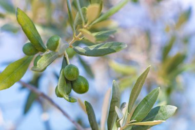 Arka plan görüntüsü zeytin ile