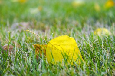 Sonbahar yaprakları kapanıyor