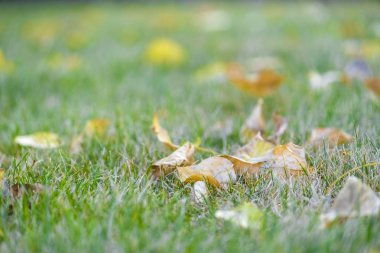 Sonbahar yaprakları kapanıyor