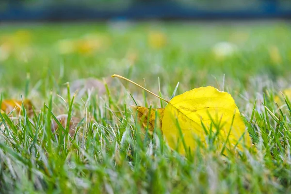 Autumn Leaves Close — Stock Photo, Image