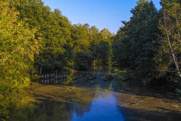 Paisagem Com Imagem Lago Florestal — Fotografia de Stock