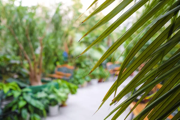 View Interior Garden — Stock Photo, Image