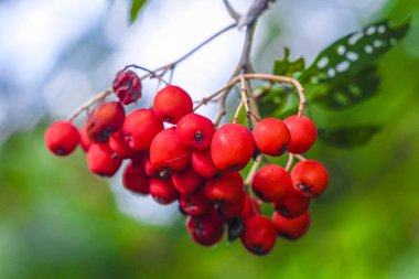 Kırmızı ashberry Şubesi