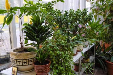 Moskova, Rusya - Eylül, 24, 2018: Moskova priver okulda bir iç bahçe görünümünü