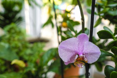 Moskova, Rusya - Eylül, 24, 2018: Moskova priver okulda bir iç bahçe görünümünü