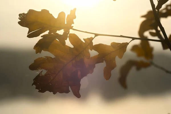 Εικόνα Του Ένα Φθινόπωρο Αφήνει Στο Ηλιοβασίλεμα — Φωτογραφία Αρχείου