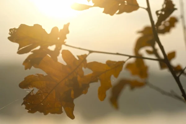 Das Bild Eines Herbstes Bei Sonnenuntergang — Stockfoto