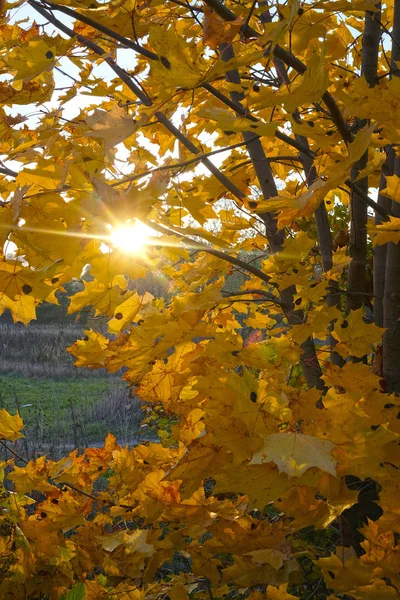 Образ Осенних Листьев Закате — стоковое фото