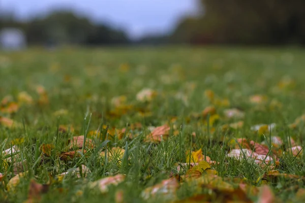 Image Autumn Leaves — Stock Photo, Image