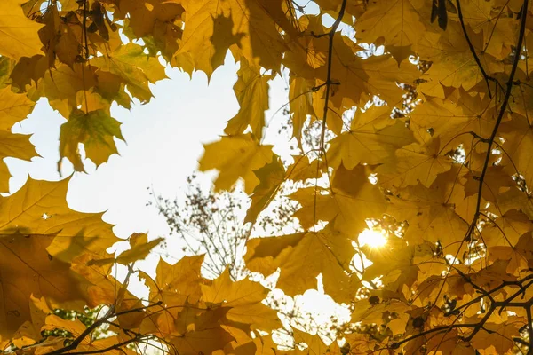 Das Bild Eines Herbstes Bei Sonnenuntergang — Stockfoto