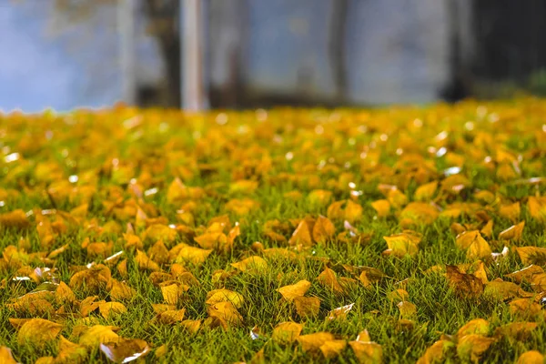 Image Autumn Leaves — Stock Photo, Image