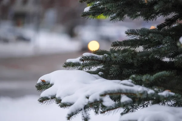 Bilden Vinter Pinetree — Stockfoto