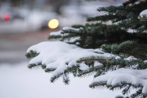 Bilden Vinter Pinetree — Stockfoto