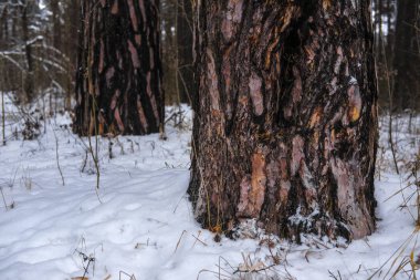 Bir ağaç gövdesi görüntüsünü