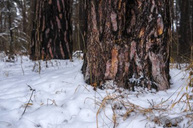 Bir ağaç gövdesi görüntüsünü