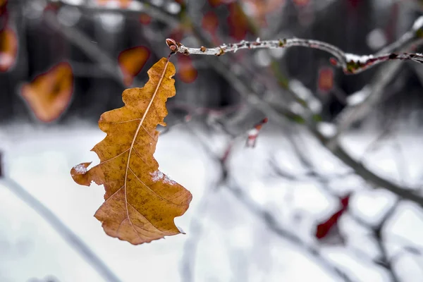 Foglia Secca Albero Vicino — Foto Stock