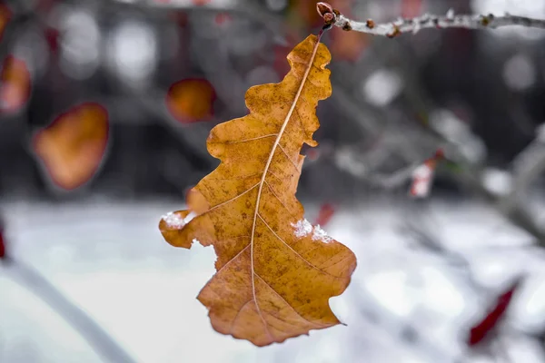 Hoja Seca Del Árbol Acercan —  Fotos de Stock