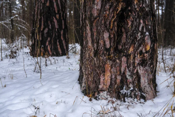 Bir ağaç gövdesi görüntüsünü