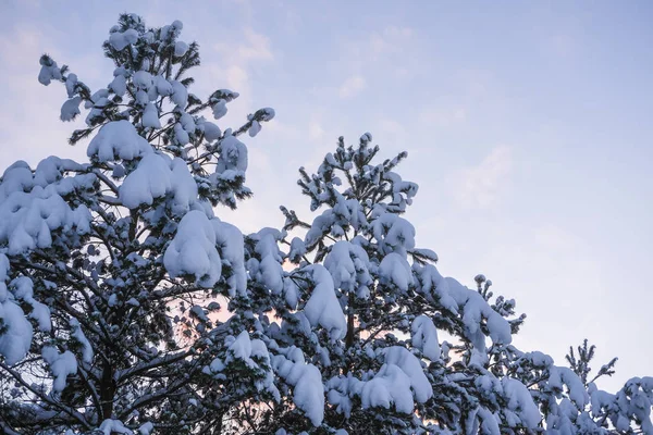 Bilden Ett Träd Tips Med Snön — Stockfoto