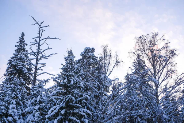 Bilden Ett Träd Tips Med Snön — Stockfoto