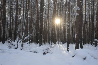 Bir kış orman görüntü ile manzara
