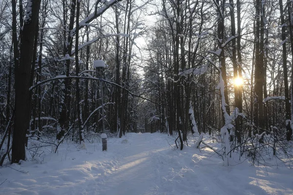 Krajobraz Wizerunkiem Zima Las — Zdjęcie stockowe