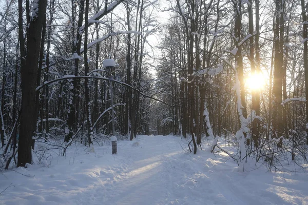 Пейзаж Изображением Зимнего Леса — стоковое фото