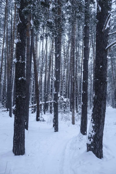 Zimą Drewno Wieczorem — Zdjęcie stockowe