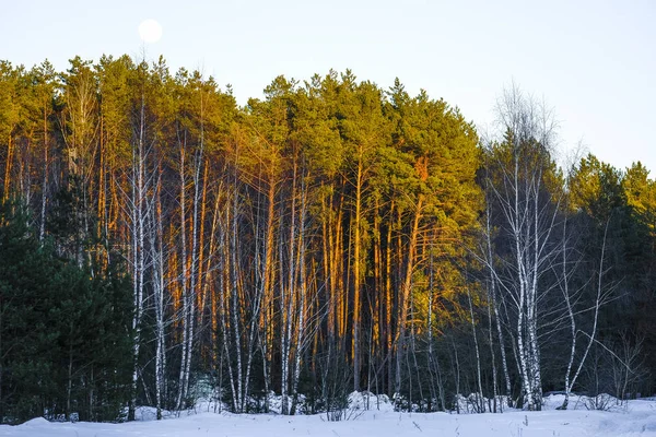 Evening forest in winter with moon on a sky