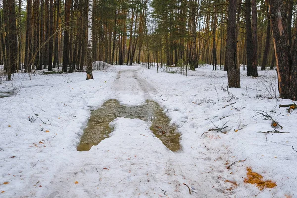 Brzy Jaře Dřevo Regionu Moscow Region Rusko — Stock fotografie