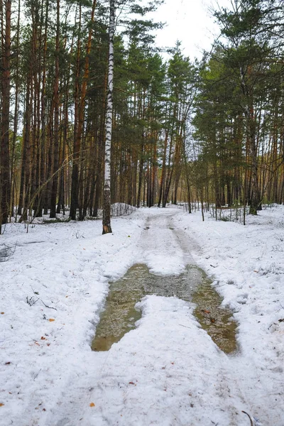 Legno Inizio Primavera Nella Regione Mosca Russia — Foto Stock