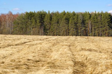 Bahar alanına Moscow Region, Rusya Federasyonu