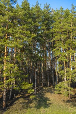 Gün batımında Rusya'nın Tula bölgesinde bahar kırsal görüntü ile Manzara