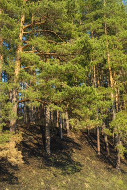 Gün batımında Rusya'nın Tula bölgesinde bahar kırsal görüntü ile Manzara