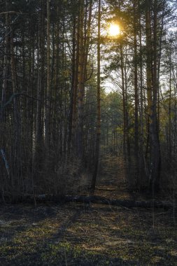 Gün batımında Rusya'nın Tula bölgesinde bahar kırsal görüntü ile Manzara