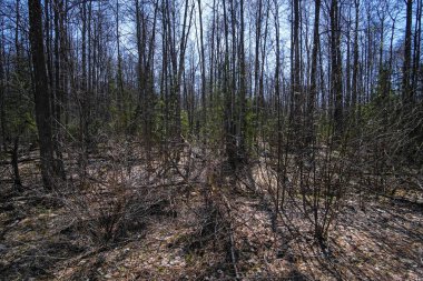 Bahar Orman görüntü ile manzara