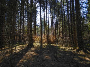 Bahar Orman görüntü ile manzara