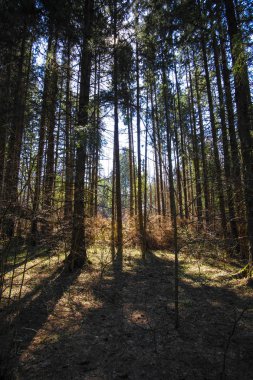 Bahar Orman görüntü ile manzara