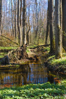 Bir bataklık görüntüsü