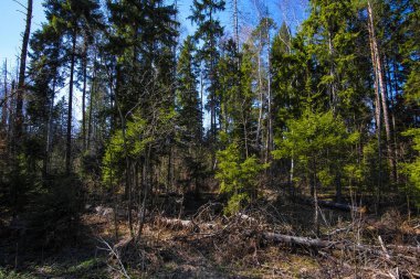 Bahar Orman görüntü ile manzara