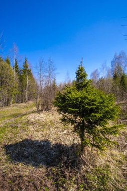 Bahar Orman görüntü ile manzara