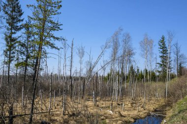 Bir bataklık görüntüsü