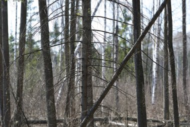 Bir bataklık görüntüsü