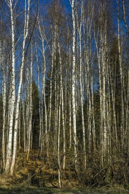 Bahar Orman görüntü ile manzara